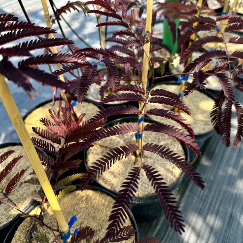 Albizia julibrissin (Albízia čokoládová ) ´SUMMER CHOCOLATE´® - kont. C5L, výška 70-100 cm